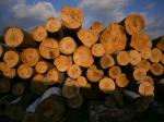 Faggio Legname tagliato |  Legno duro | Legname | Nagy Bertold egyéni vállalkozó