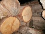 Quercia Tondo da segare | Legno duro | Tronchi | Lesprom-ug