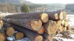 Pino Tondo da segare | Legno tenero | Tronchi | Ivan Tadian Drevinka
