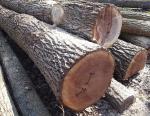 Noce Tondo da segare |  Legno duro | Tronchi | Adam