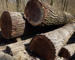 Noce Tondo da segare |  Legno duro | Tronchi | Adam