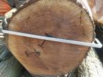 Noce Tondo da segare |  Legno duro | Tronchi | Adam