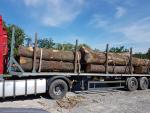 Quercia - Tronchi