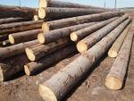 Abete rosso Tondo da segare | Legno tenero | Tronchi | TRANS-WOOD