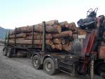 Quercia Legname grezzo | Legno duro | Tronchi | FIGULI, s.r.o.