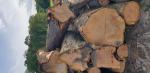 Cigliegio Tondo da segare | Legno duro | Tronchi | 19th-Wood s.r.o.
