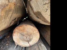 Faggio Tondo da impiallaccio |  Legno duro | Tronchi | SF WOOD, s. r. o.