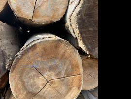 Faggio Tondo da impiallaccio |  Legno duro | Tronchi | SF WOOD, s. r. o.