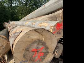 Faggio Tondo da impiallaccio |  Legno duro | Tronchi | SF WOOD, s. r. o.