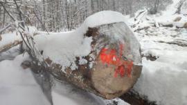 Acero Tondo da segare |  Legno duro | Tronchi | Gazdovské lesy-Vyšná Rybnica poz. spol.