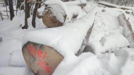 Acero Tondo da segare |  Legno duro | Tronchi | Gazdovské lesy-Vyšná Rybnica poz. spol.