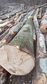 Acero Tondo da segare |  Legno duro | Tronchi | Gazdovské lesy-Vyšná Rybnica poz. spol.