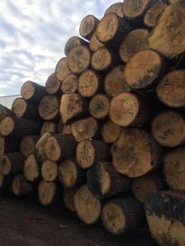 Quercia Tondo da impiallaccio | Legno duro | Tronchi | D&C SNEGL