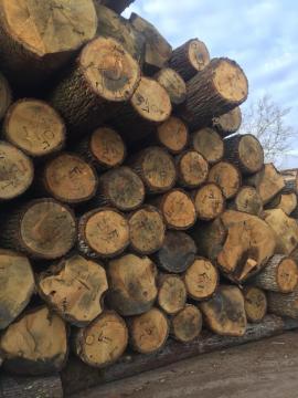 Quercia Tondo da impiallaccio | Legno duro | Tronchi | D&C SNEGL