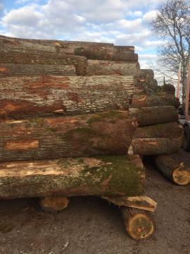 Quercia Tondo da impiallaccio | Legno duro | Tronchi | D&C SNEGL