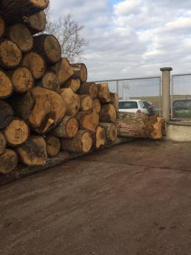 Quercia Tondo da impiallaccio | Legno duro | Tronchi | D&C SNEGL