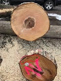 Eucalipto Tondo da impiallaccio |  Legno duro | Tronchi | SCOPULUS Handels-und Dienstleistungs GmbH 