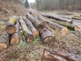 Quercia Tondo da segare | Legno duro | Tronchi | Bartoš Gašpar - Biofire