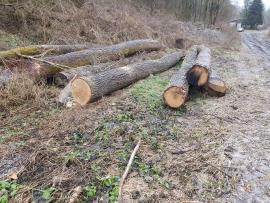 Quercia Tondo da segare | Legno duro | Tronchi | Bartoš Gašpar - Biofire