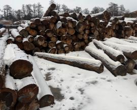 Abete rosso Materia fibrosa |  Legno tenero | Tronchi | mku