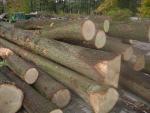 Quercia Tondo da segare | Legno duro | Tronchi | P.P.H.U DAN-DREW
