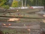 Quercia Tondo da segare | Legno duro | Tronchi | P.P.H.U DAN-DREW