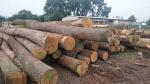 Quercia Tondo da segare |  Legno duro | Tondo | TRANS-WOOD