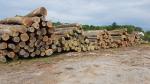 Quercia Legname grezzo |  Legno duro | Tondo | 19th-Wood s.r.o.