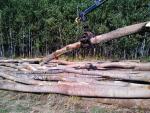 Pioppo Tondo da impiallaccio |  Legno duro | Tondo | Pristaš